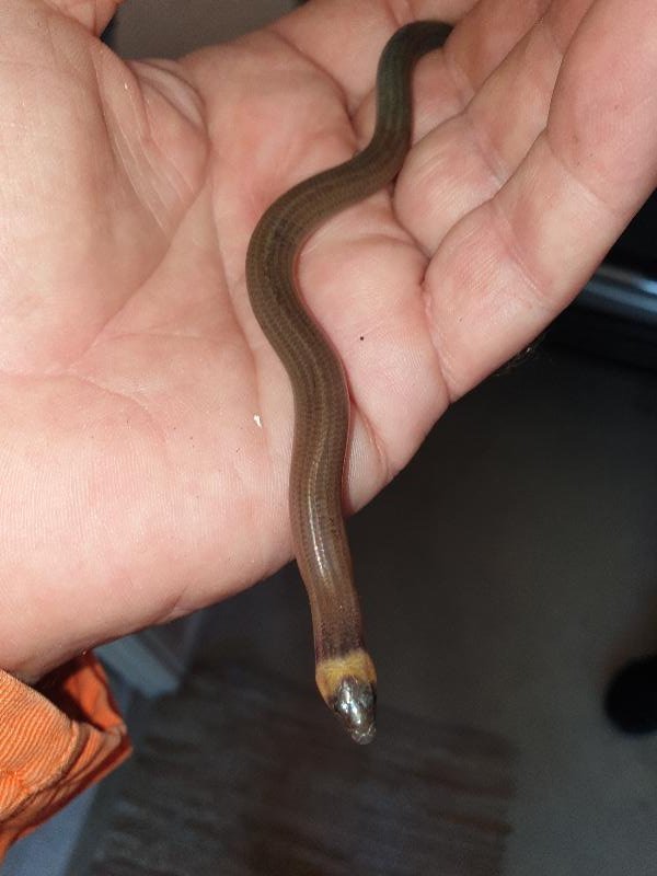 Three-Clawed_Worm-Skink__Anomalopus_verreauxii__007.jpg