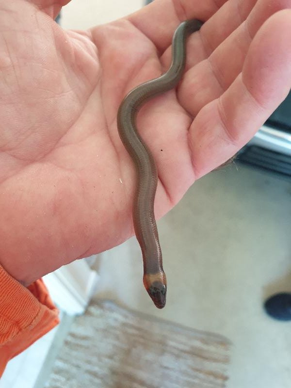 Three-Clawed_Worm-Skink__Anomalopus_verreauxii__008.jpg