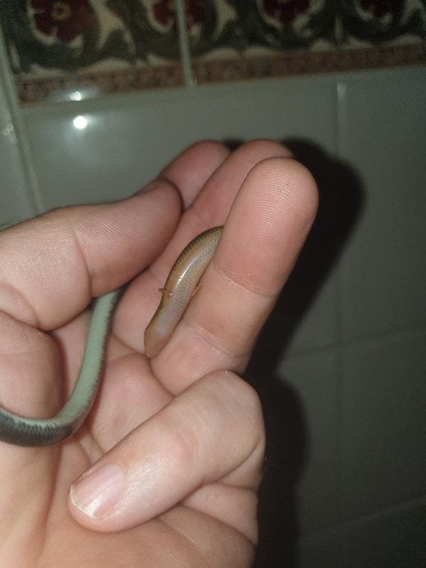Three-Clawed_Worm-Skink__Anomalopus_verreauxii__009.jpg