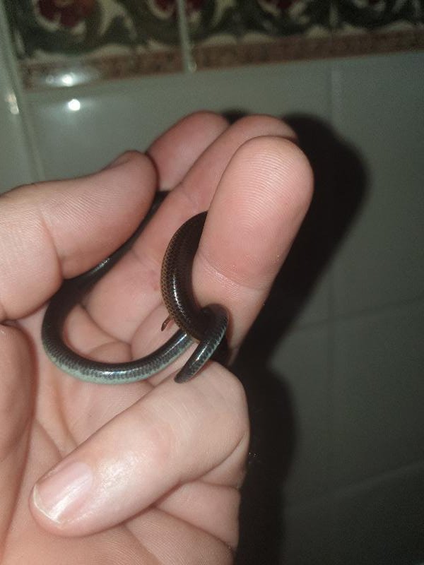 Three-Clawed_Worm-Skink__Anomalopus_verreauxii__010.jpg