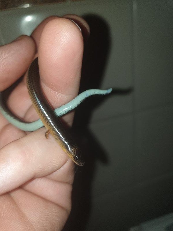 Three-Clawed_Worm-Skink__Anomalopus_verreauxii__011.jpg