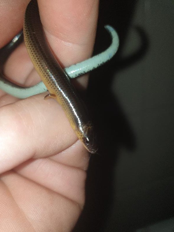 Three-Clawed_Worm-Skink__Anomalopus_verreauxii__012.jpg