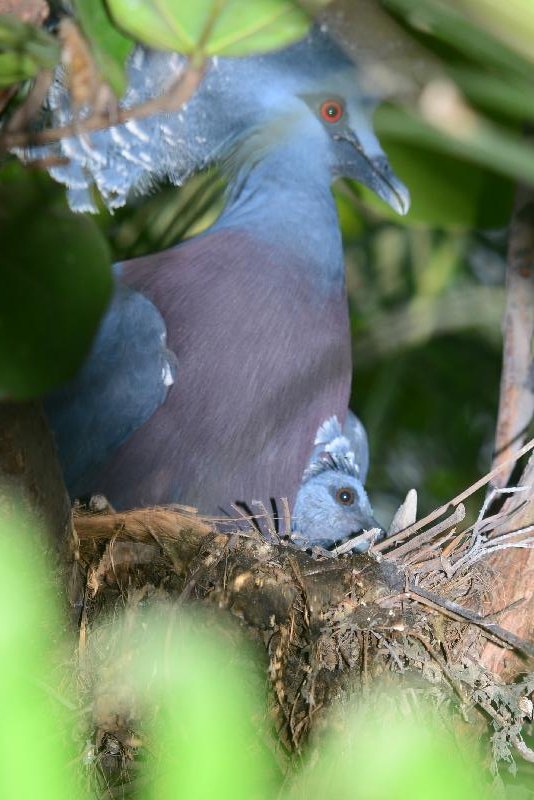 Victoria_Crowned_Pigeon__Goura_victoria__004.jpg