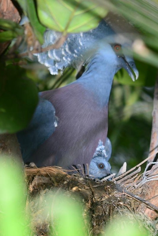 Victoria_Crowned_Pigeon__Goura_victoria__005.jpg