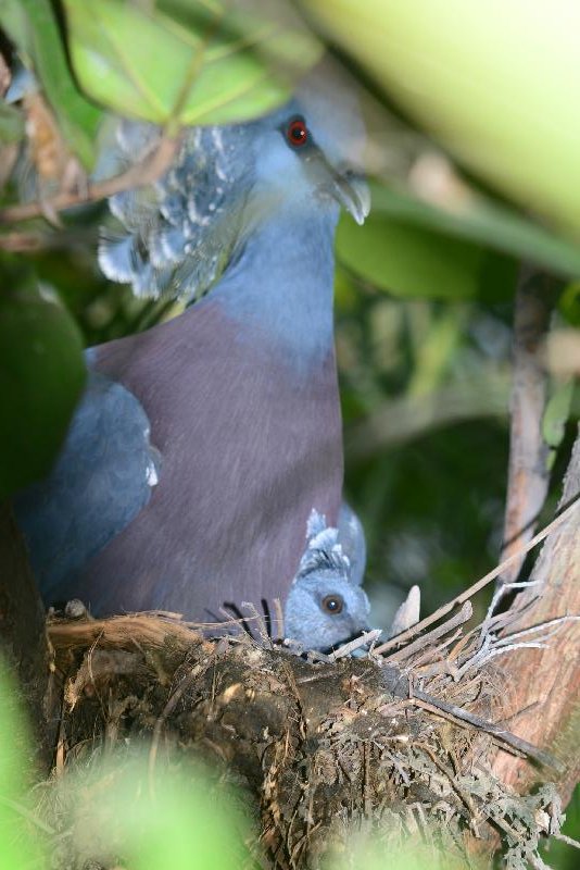 Victoria_Crowned_Pigeon__Goura_victoria__007.jpg