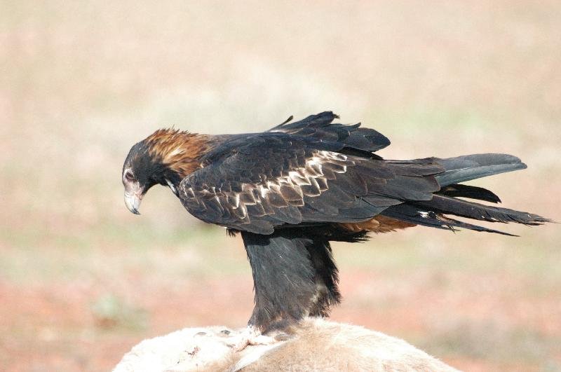 Wedge-tailed_Eagle__Aquila_audax__013.jpg