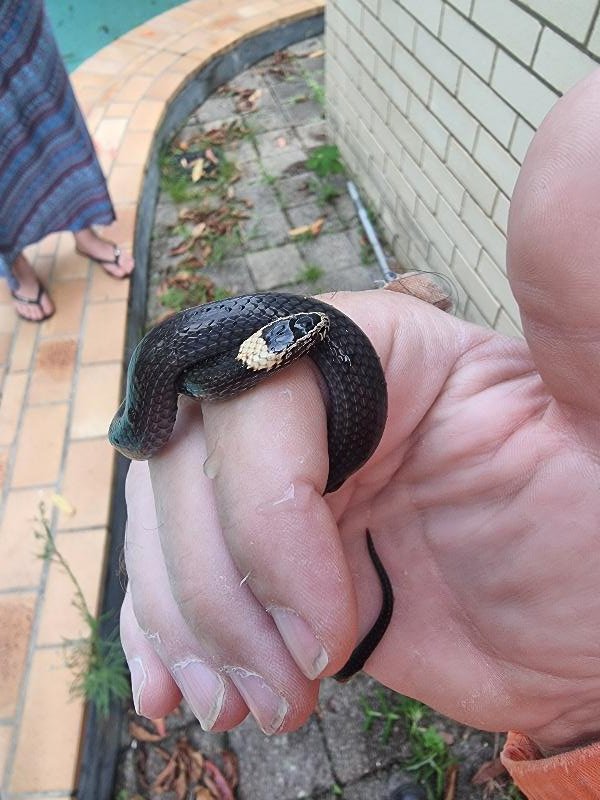 White-Crowned_Snake__Cacophis_harriettae__015.jpg