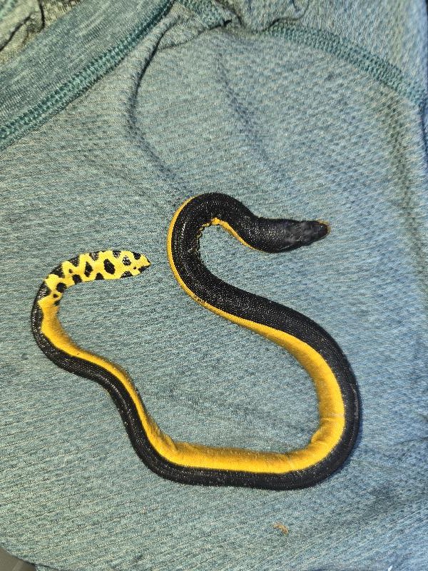 Yellow-Bellied_Sea_Snake__Pelamis_platurus__007.jpg