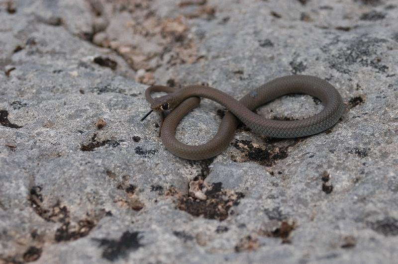 Yellow-Faced_Whipsnake__Demansia_psammophis__002.jpg