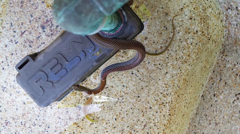 Yellow-Faced_Whipsnake__Demansia_psammophis__008.jpg