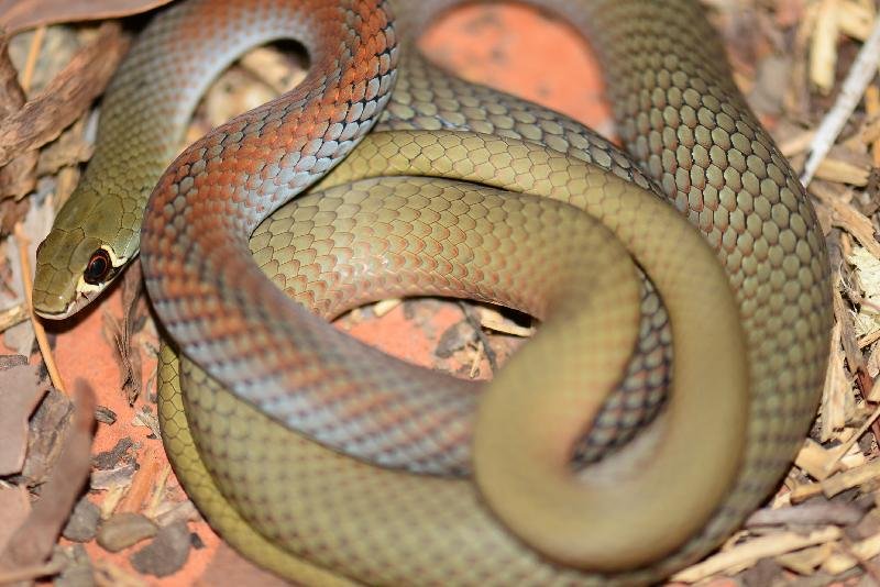 Yellow-Faced_Whipsnake__Demansia_psammophis__014.jpg