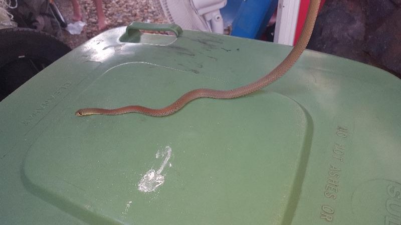 Yellow-Faced_Whipsnake__Demansia_psammophis__020.jpg