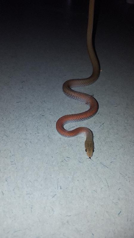 Yellow-Faced_Whipsnake__Demansia_psammophis__021.jpg